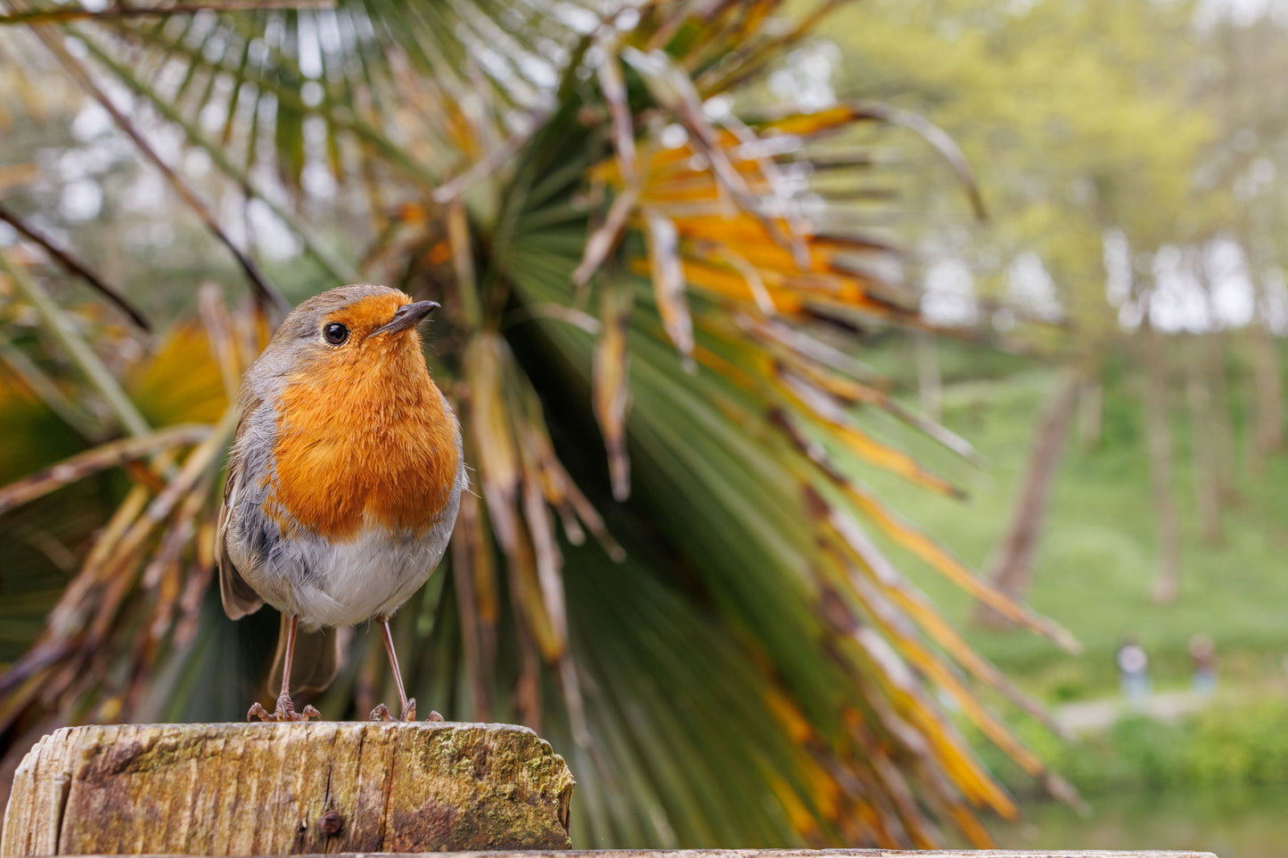 A little bird told me - 2025