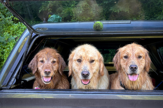 Peas in a pod - 2025