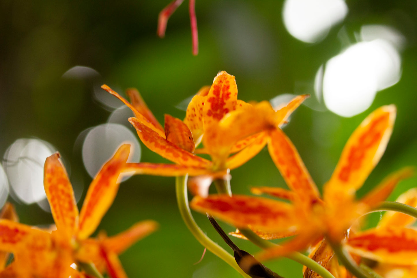 Orchid Abstract - 2019