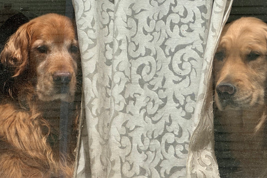 Wistful waiting - 2025