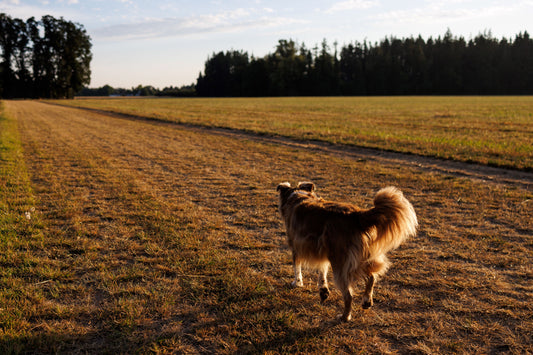 Happy in the field - 2025